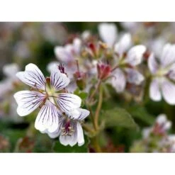 Storkenæb Renardii Geranium Renardii 1 Liter Potte -Osmo Salgsbutik mi3104 geranium renardii 5527