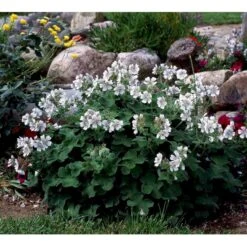 Storkenæb Renardii Geranium Renardii 1 Liter Potte -Osmo Salgsbutik mi3104 geranium renardii 58d0