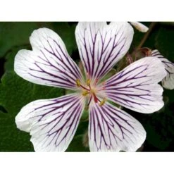 Storkenæb Renardii Geranium Renardii 1 Liter Potte -Osmo Salgsbutik mi3104 geranium renardii 5a76