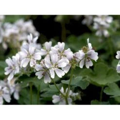 Storkenæb Renardii Geranium Renardii 1 Liter Potte -Osmo Salgsbutik mi3104 geranium renardii 6de9