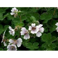 Storkenæb Renardii Geranium Renardii 1 Liter Potte -Osmo Salgsbutik mi3104 geranium renardii fb43