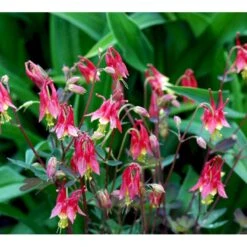 Akeleje 'Little Lanterns' Aquilegia Canadensis 'Little Lanterns' 1 Liter Potte -Osmo Salgsbutik mi3111 aquilegia canadensis little lanterns 4d6e