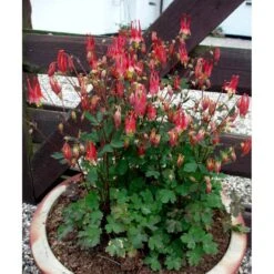 Akeleje 'Little Lanterns' Aquilegia Canadensis 'Little Lanterns' 1 Liter Potte -Osmo Salgsbutik mi3111 aquilegia canadensis little lanterns 92aa