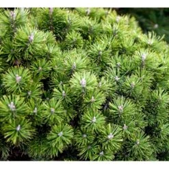 Bjergfyr 'Mops' Pinus Mugo 'Mops'(dværgform) Potte 5,0 Liter,- 25-30 Cm. -Osmo Salgsbutik mi3115 pinus mugo mops 09e8