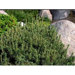 Bjergfyr 'Mops' Pinus Mugo 'Mops'(dværgform) Potte 5,0 Liter,- 25-30 Cm. -Osmo Salgsbutik mi3115 pinus mugo mops 2393