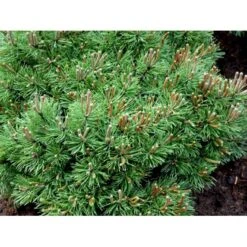 Bjergfyr 'Mops' Pinus Mugo 'Mops'(dværgform) Potte 5,0 Liter,- 25-30 Cm. -Osmo Salgsbutik mi3115 pinus mugo mops 2b26