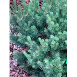 Bjergfyr 'Mops' Pinus Mugo 'Mops'(dværgform) Potte 5,0 Liter,- 25-30 Cm. -Osmo Salgsbutik mi3115 pinus mugo mops caa5