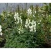 Stormhat 'Album' Aconitum Napellus 'Album' 1 Liter Potte