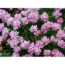 Enebærbladet Engelsk Græs Armeria Juniperifolia 10 Cm. Potte -Osmo Salgsbutik mi3148 armeria juniperifolia 014f