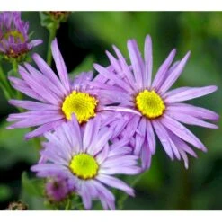 Amellusasters 'Mira' Aster Amellus 'Mira' 1 Liter Potte -Osmo Salgsbutik mi3151 aster amellus mira 7485