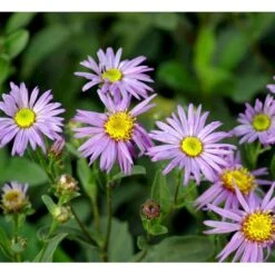 Amellusasters 'Mira' Aster Amellus 'Mira' 1 Liter Potte -Osmo Salgsbutik mi3151 aster amellus mira fddc