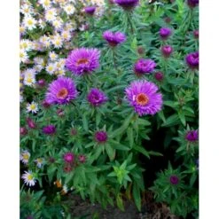 Høstasters 'Purple Dome' Aster Novae-angliae 'Purple Dome' 1 Liter Potte -Osmo Salgsbutik mi3154 aster novae angliae purple dome a0e0