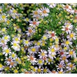 Lyngasters 'Lovely' Aster Vimineus 'Lovely' 1 Liter Potte -Osmo Salgsbutik mi3156 aster vimineus lovely 917f