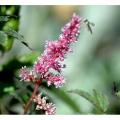Astilbe 'Cattleya' Astilbe Arendsii 'Cattleya' 1 Liter Potte -Osmo Salgsbutik mi3157 astilbe cattleya a31c