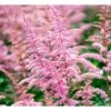 Astilbe 'Cattleya' Astilbe Arendsii 'Cattleya' 1 Liter Potte 1 Astilbe 'Cattleya' Astilbe Arendsii 'Cattleya' 1 Liter Potte -Osmo Salgsbutik mi3157 astilbe cattleya c5cd
