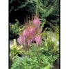 Astilbe 'Purpurlanze' Astilbe Chinensis 'Purpurlanze' 1 Liter Potte -Osmo Salgsbutik mi3158 astilbe chinensis purpurlanze df33