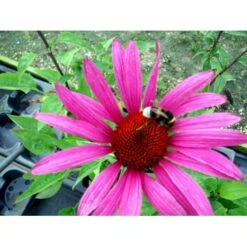 Solhat 'Rubinstern' Echinacea Purpurea 'Rubinstern' 1 Liter Potte -Osmo Salgsbutik mi3172 echinacea purpurea rubinstern d2fd