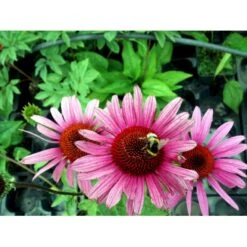 Solhat 'Rubinstern' Echinacea Purpurea 'Rubinstern' 1 Liter Potte -Osmo Salgsbutik mi3172 echinacea purpurea rubinstern dc95