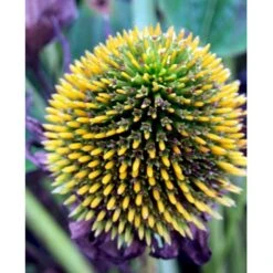 Hvid Solhat 'White Swan' Echinacea Purpurea 'White Swan' 1 Liter Potte -Osmo Salgsbutik mi3174 echinacea purpurea white swan c5e1