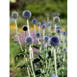 Tidselkugle 'Taplow Blue' Echinops Bannaticus 'Taplow Blue' 1 Liter Potte 16 Tidselkugle 'Taplow Blue' Echinops Bannaticus 'Taplow Blue' 1 Liter Potte -Osmo Salgsbutik mi3175 echinops bannaticus taplow blue 0093
