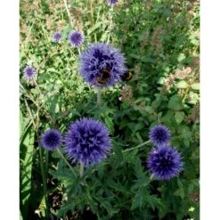 Tidselkugle 'Taplow Blue' Echinops Bannaticus 'Taplow Blue' 1 Liter Potte 12 Tidselkugle 'Taplow Blue' Echinops Bannaticus 'Taplow Blue' 1 Liter Potte -Osmo Salgsbutik mi3175 echinops bannaticus taplow blue 1f0e