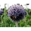 Tidselkugle 'Taplow Blue' Echinops Bannaticus 'Taplow Blue' 1 Liter Potte 1 Tidselkugle 'Taplow Blue' Echinops Bannaticus 'Taplow Blue' 1 Liter Potte -Osmo Salgsbutik mi3175 echinops bannaticus taplow blue 2a77