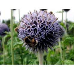 Tidselkugle 'Taplow Blue' Echinops Bannaticus 'Taplow Blue' 1 Liter Potte