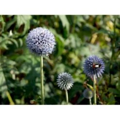 Tidselkugle 'Taplow Blue' Echinops Bannaticus 'Taplow Blue' 1 Liter Potte 14 Tidselkugle 'Taplow Blue' Echinops Bannaticus 'Taplow Blue' 1 Liter Potte -Osmo Salgsbutik mi3175 echinops bannaticus taplow blue 415c