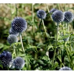 Tidselkugle 'Taplow Blue' Echinops Bannaticus 'Taplow Blue' 1 Liter Potte 15 Tidselkugle 'Taplow Blue' Echinops Bannaticus 'Taplow Blue' 1 Liter Potte -Osmo Salgsbutik mi3175 echinops bannaticus taplow blue 8993