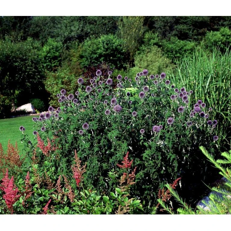 Tidselkugle 'Taplow Blue' Echinops Bannaticus 'Taplow Blue' 1 Liter Potte 10 Tidselkugle 'Taplow Blue' Echinops Bannaticus 'Taplow Blue' 1 Liter Potte - Billede 8