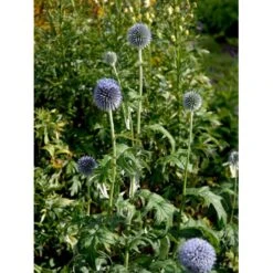 Tidselkugle 'Taplow Blue' Echinops Bannaticus 'Taplow Blue' 1 Liter Potte 13 Tidselkugle 'Taplow Blue' Echinops Bannaticus 'Taplow Blue' 1 Liter Potte -Osmo Salgsbutik mi3175 echinops bannaticus taplow blue 962c