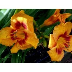 Daglilje 'King Georg' Hemerocallis 'King Georg' Potte 2 Liter. -Osmo Salgsbutik mi3184 hemerocallis king george 5ee6