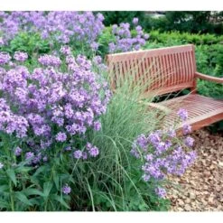Natviol Hesperis Matronalis 1 Liter Potte -Osmo Salgsbutik mi3190 hesperis matronalis 2b78