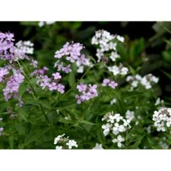 Natviol Hesperis Matronalis 1 Liter Potte -Osmo Salgsbutik mi3190 hesperis matronalis 2d5f
