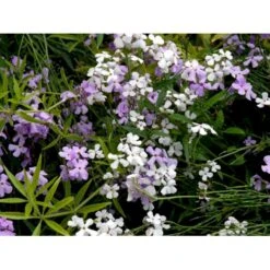 Natviol Hesperis Matronalis 1 Liter Potte -Osmo Salgsbutik mi3190 hesperis matronalis 3190
