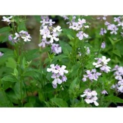 Natviol Hesperis Matronalis 1 Liter Potte -Osmo Salgsbutik mi3190 hesperis matronalis 50bb