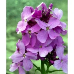 Natviol Hesperis Matronalis 1 Liter Potte -Osmo Salgsbutik mi3190 hesperis matronalis 644c