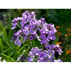 Natviol Hesperis Matronalis 1 Liter Potte -Osmo Salgsbutik mi3190 hesperis matronalis 958b
