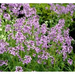 Natviol Hesperis Matronalis 1 Liter Potte -Osmo Salgsbutik mi3190 hesperis matronalis 9dc9