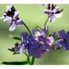 Natviol Hesperis Matronalis 1 Liter Potte 1 Natviol Hesperis Matronalis 1 Liter Potte -Osmo Salgsbutik mi3190 hesperis matronalis e517