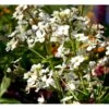Natviol 'Alba' Hesperis Matronalis 'Alba' 1 Liter Potte -Osmo Salgsbutik mi3191 hesperis matronalis alba 53bb