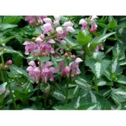 Plettet Tvetand 'Shell Pink' Lamium Maculatum 'Shell Pink' 10 Cm. Potte -Osmo Salgsbutik mi3199 lamium maculatum shell pink 7de2