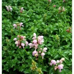 Plettet Tvetand 'Shell Pink' Lamium Maculatum 'Shell Pink' 10 Cm. Potte -Osmo Salgsbutik mi3199 lamium maculatum shell pink 9414