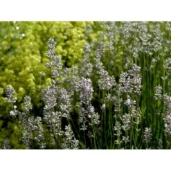 Lavendel 'Rosea' Lavandula Angustifolia 'Rosea' 10 Cm. Potte -Osmo Salgsbutik mi3216 lavandula angustifolia rosea f3d9