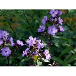 Høstfloks 'Blue Paradise' Phlox Paniculata 'Blue Paradise' 1 Liter Potte -Osmo Salgsbutik mi3222 phlox paniculata blue paradise 45a0