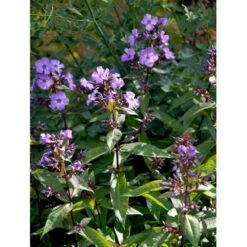 Høstfloks 'Blue Paradise' Phlox Paniculata 'Blue Paradise' 1 Liter Potte -Osmo Salgsbutik mi3222 phlox paniculata blue paradise 56e9