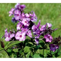 Høstfloks 'Blue Paradise' Phlox Paniculata 'Blue Paradise' 1 Liter Potte -Osmo Salgsbutik mi3222 phlox paniculata blue paradise bce3