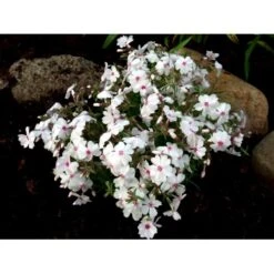 Lyngfloks 'Amazing Grace' Phlox Subulata 'Amazing Grace' 10 Cm. Potte -Osmo Salgsbutik mi3224 phlox subulata amazing grace 48c1