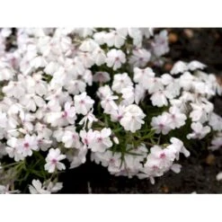 Lyngfloks 'Amazing Grace' Phlox Subulata 'Amazing Grace' 10 Cm. Potte -Osmo Salgsbutik mi3224 phlox subulata amazing grace a557