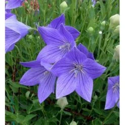 Ballonklokke 'Fuji Blue' Platycodon Grandiflorus 'Fuji Blue' 10 Cm. Potte -Osmo Salgsbutik mi3229 platycodon grandiflorus fuji blue 9350